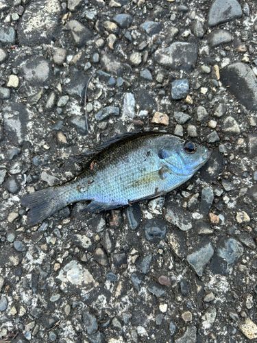 ブルーギルの釣果