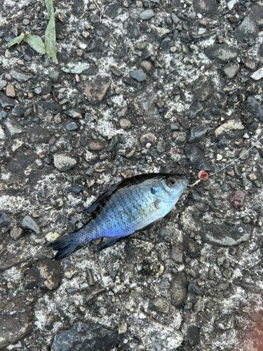 ブルーギルの釣果