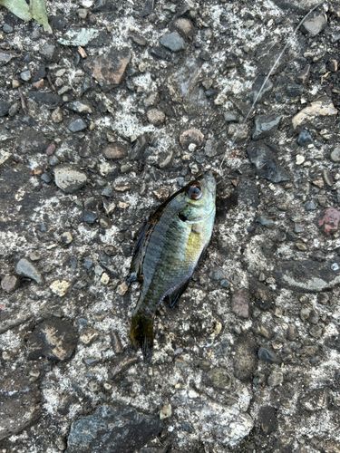 ブルーギルの釣果