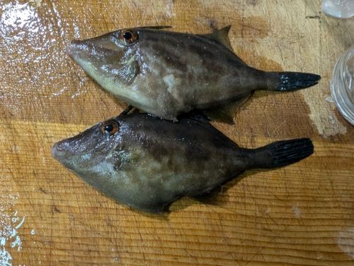 カワハギの釣果