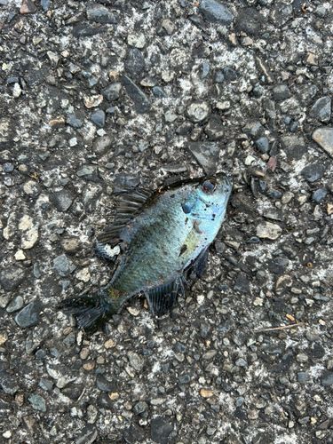 ブルーギルの釣果