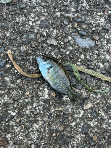 ブルーギルの釣果