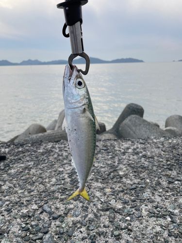 ゴマサバの釣果
