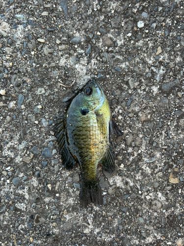 ブルーギルの釣果