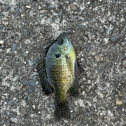 ブルーギル