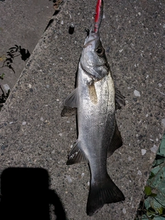 セイゴ（ヒラスズキ）の釣果