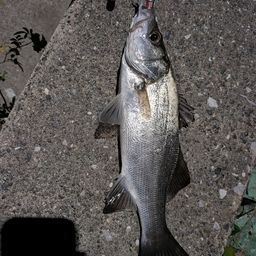 セイゴ（ヒラスズキ）