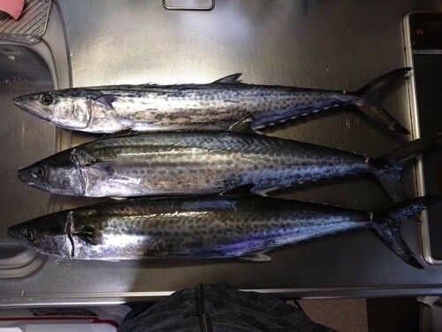 サワラの釣果