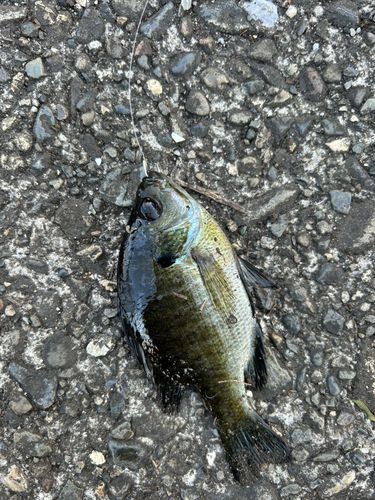 ブルーギルの釣果