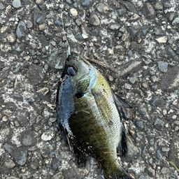 ブルーギル