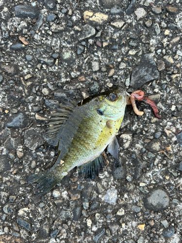 ブルーギルの釣果