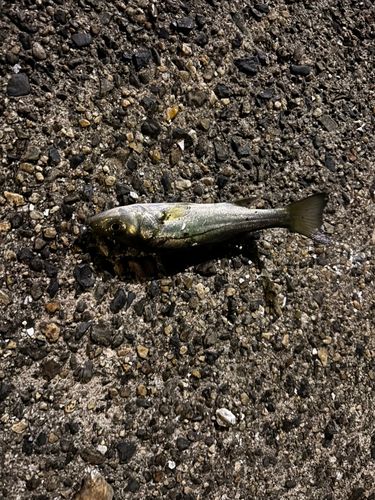 セイゴ(ヒラスズキ)の釣果