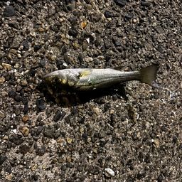 セイゴ(ヒラスズキ)