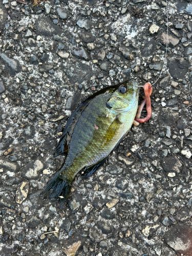 ブルーギルの釣果