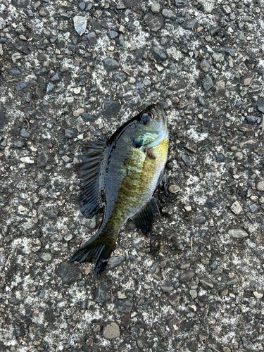 ブルーギルの釣果