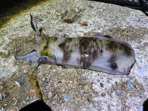 アオリイカの釣果