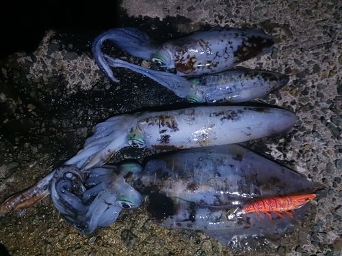 アオリイカの釣果