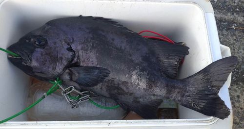 イシダイの釣果