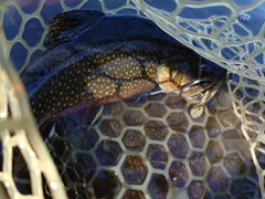 ブルックトラウトの釣果