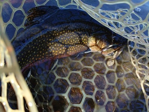 東山湖フィッシングエリア