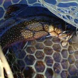 ブルックトラウト