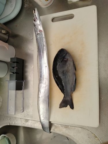 タチウオの釣果