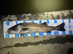 シーバスの釣果