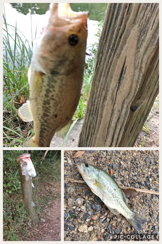 ブラックバスの釣果