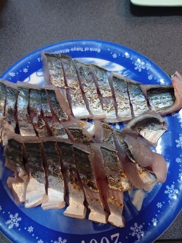 サゴシの釣果