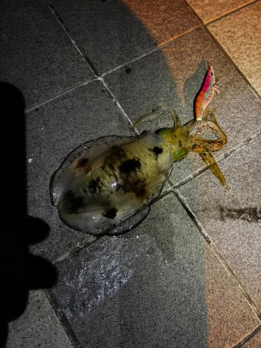 アオリイカの釣果
