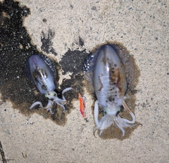 アオリイカの釣果