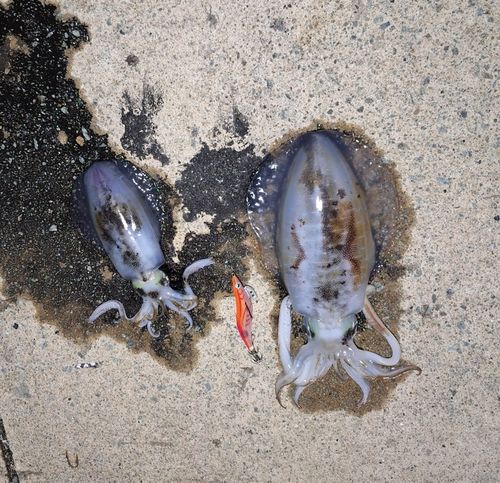 アオリイカの釣果
