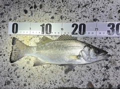 セイゴ（ヒラスズキ）の釣果