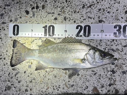 セイゴ(ヒラスズキ)の釣果