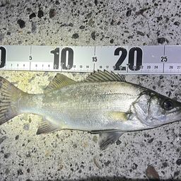 セイゴ(ヒラスズキ)