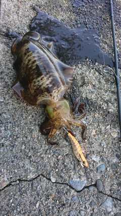 アオリイカの釣果