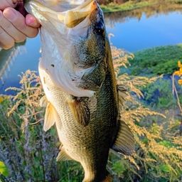 ラージマウスバス