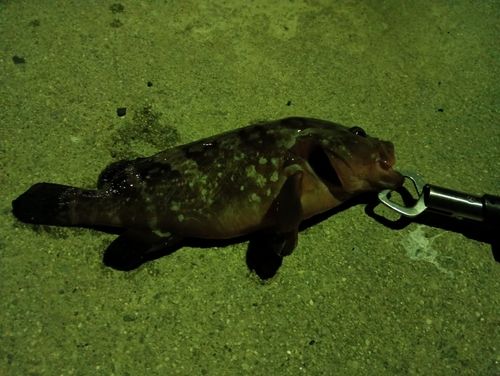 キジハタの釣果