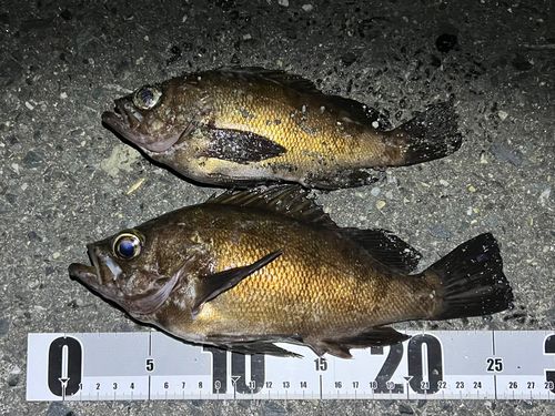 メバルの釣果