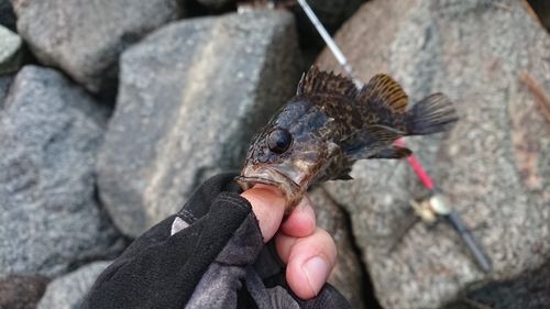 タケノコメバルの釣果