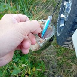 ラージマウスバス