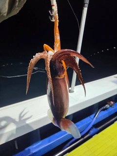 ムラサキイカの釣果