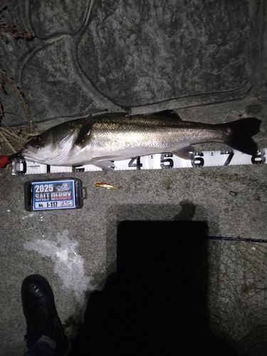 シーバスの釣果