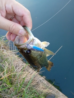 ラージマウスバスの釣果