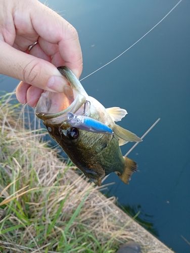 ラージマウスバスの釣果