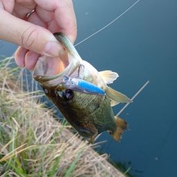 ラージマウスバス