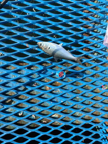 コノシロの釣果