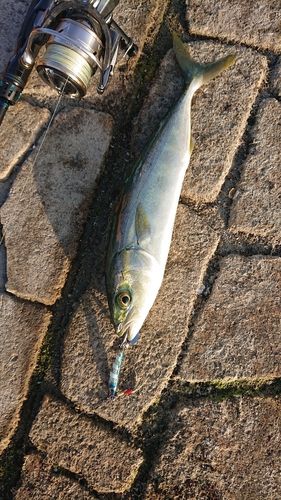 コゾクラの釣果