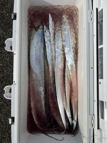 タチウオの釣果