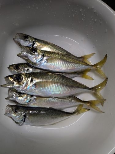 アジの釣果